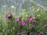 Pedicularis kerneri 4, Saxifraga-Jeroen Willemsen