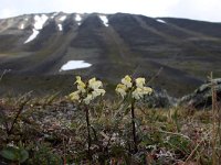 Pedicularis lapponica 12, Saxifraga-Jeroen Willemsen