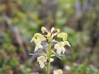 Pedicularis lapponica 2, Saxifraga-Dirk Hilbers