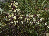 Pedicularis lapponica 6, Saxifraga-Willem van Kruijsbergen