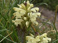 Pedicularis leucodon 2, Saxifraga-Harry Jans  Pedicularis leucodon