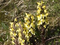 Pedicularis oederi 8, Saxifraga-Jan van der Straaten