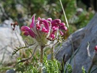 Pedicularis orthantha 2, Saxifraga-Jeroen Willemsen