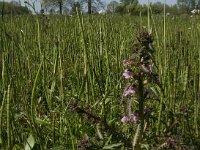 Pedicularis palustris 14, Moeraskartelblad, Saxifraga-Jan van der Straaten