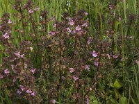 Pedicularis palustris 16, Moeraskartelblad, Saxifraga-Jan van der Straaten