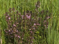 Pedicularis palustris 18, Moeraskartelblad, Saxifraga-Jan van der Straaten