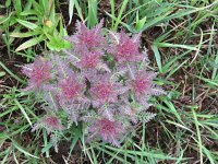 Pedicularis palustris 20, Moeraskartelblad, Saxifraga-Mark Zekhuis