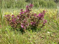 Pedicularis palustris 3, Moeraskartelblad. Saxifraga-Peter Meininger