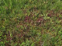 Pedicularis palustris 42, Moeraskartelblad, Saxifraga-Hans Boll