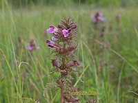 Pedicularis palustris 48, Moeraskartelblad, Saxifraga-Jeroen Willemsen