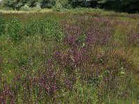 Pedicularis palustris 55, Moeraskartelblad, Saxifraga-Hans Boll