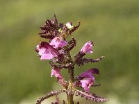 Pedicularis palustris 6, Moeraskartelblad, Saxifraga-Jan van der Straaten