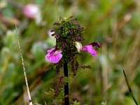 Pedicularis palustris 61, Moeraskartelblad, Saxifraga-Bart Vastenhouw