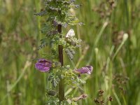 Pedicularis palustris 63, Moeraskartelblad, Saxifraga-Willem van Kruijsbergen