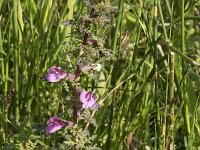 Pedicularis palustris 65, Moeraskartelblad, Saxifraga-Willem van Kruijsbergen