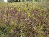 Pedicularis palustris 70, Moeraskartelblad, Saxifraga-Willem van Kruijsbergen