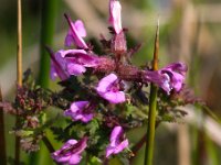 Pedicularis palustris 9, Moeraskartelblad, Saxifraga-Bart Vastenhouw