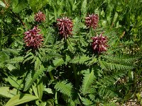 Pedicularis recutita 10, Saxifraga-Ed Stikvoort