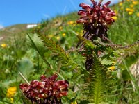 Pedicularis recutita 3, Saxifraga-Ed Stikvoort