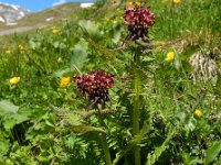 Pedicularis recutita 4, Saxifraga-Ed Stikvoort