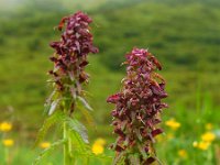 Pedicularis recutita 7, Saxifraga-Ed Stikvoort