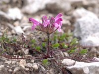 Pedicularis rosea ssp rosea 2, Saxifraga-Luuk Vermeer