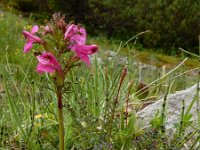 Pedicularis rostratocapitata 3, Saxifraga-Ed Stikvoort