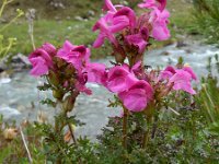 Pedicularis rostratocapitata 4, Saxifraga-Ed Stikvoort