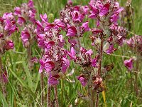 Pedicularis rostratospicata 2, Saxifraga-Harry Jans