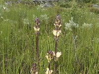 Pedicularis sceptrum-carolinum 6, Saxifraga-Jan van der Straaten