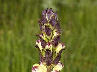 Pedicularis sceptrum-carolinum 7, Saxifraga-Jan van der Straaten