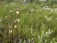 Pedicularis sceptrum-carolinum 8, Saxifraga-Jan van der Straaten