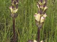 Pedicularis sceptrum-carolinum 9, Saxifraga-Jan van der Straaten