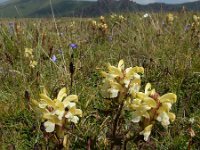 Pedicularis sibthorpii 5, Saxifraga-Ed Stikvoort