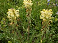 Pedicularis sibthorpii 9, Saxifraga-Ed Stikvoort