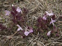 Pedicularis sylvatica 106, Heidekartelblad, Saxifraga-Willem van Kruijsbergen