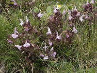 Pedicularis sylvatica 108, Heidekartelblad, Saxifraga-Willem van Kruijsbergen