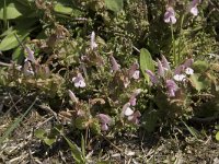 Pedicularis sylvatica 115, Heidekartelblad, Saxifraga-Willem van Kruijsbergen