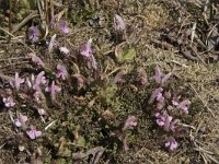 Pedicularis sylvatica 94, Heidekartelblad, Saxifraga-Willem van Kruijsbergen