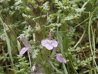 Pedicularis sylvatica ssp sylvatica 109, Heidekartelblad, Saxifraga-Willem van Kruijsbergen