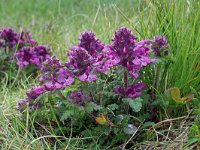 Pedicularis verticillata 12, Saxifraga-Jeroen Willemsen