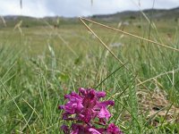 Pedicularis verticillata 14, Saxifraga-Jeroen Willemsen