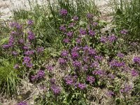 Pedicularis verticillata 15, Saxifraga-Willem van Kruijsbergen