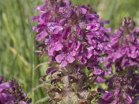 Pedicularis verticillata 17, Saxifraga-Willem van Kruijsbergen