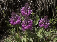 Pedicularis verticillata 18, Saxifraga-Willem van Kruijsbergen