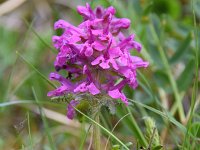 Pedicularis verticillata 19, Saxifraga-Simone van Velzen