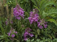 Pedicularis verticillata 2, Saxifraga-Willem van Kruijsbergen