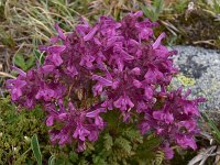 Pedicularis verticillata 21, Saxifraga-Harry Jans  Pedicularis verticillata