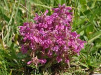 Pedicularis verticillata 22, Saxifraga-Harry Jans