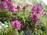 Pedicularis verticillata 28, Saxifraga-Luuk Vermeer